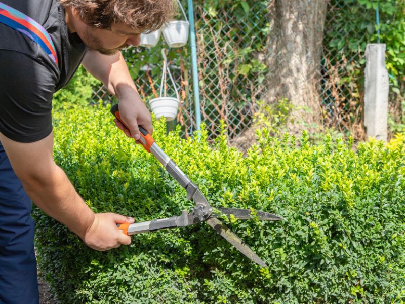 Potatura di alberi e siepi: consigli pratici