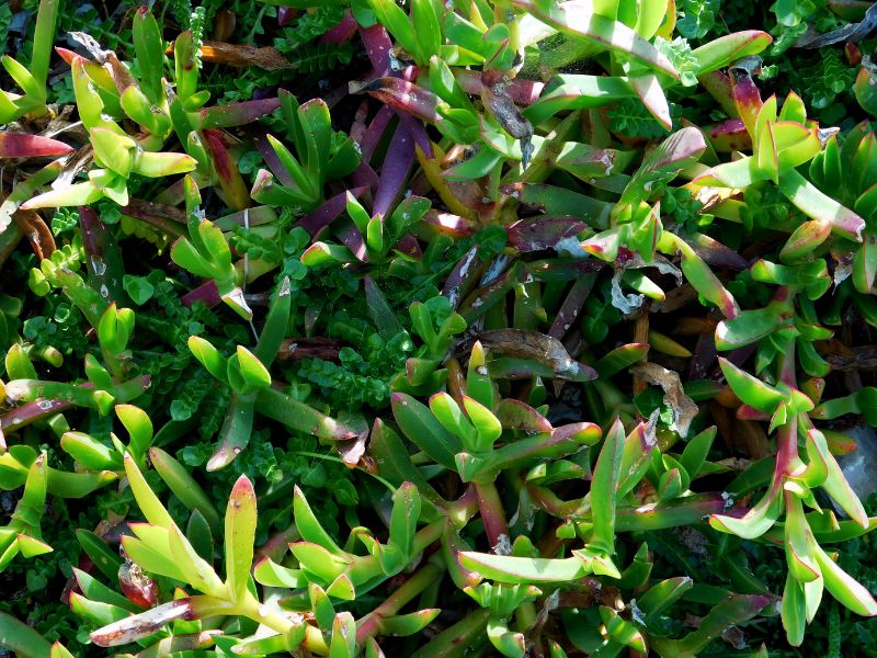 piante da esterno per giardino