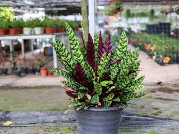 Calathea lancifolia: Guida Completa alla Coltivazione e Cura della Pianta del Serpente a Sonagli