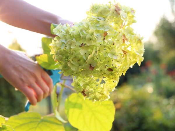Come Propagare l’Ortensia per Talea: Guida Completa dal Taglio al Trapianto
