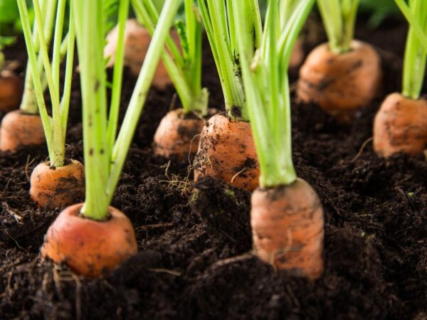 Come Seminare le Carote: Guida Completa dalla Preparazione al Raccolto