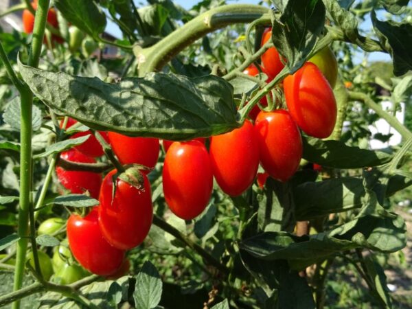 Come seminare i pomodori: guida completa per un raccolto abbondante