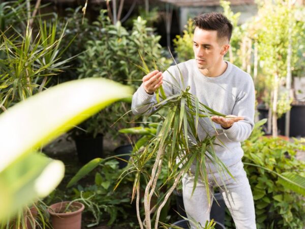 Dracaena Marginata: Guida Completa alla Cura, Varietà e Benefici della Pianta Dragone