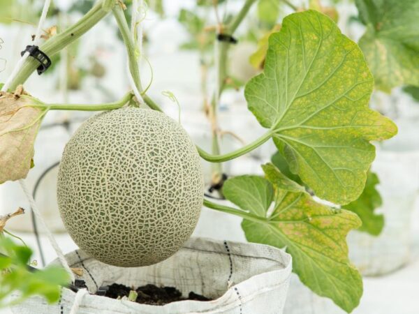 Guida Completa alla Pianta di Melone: Coltivazione, Cura e Varietà