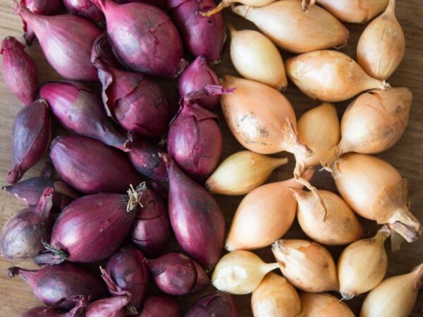 Guida Completa alla Semina delle Cipolle: Tecniche e Consigli per un Raccolto Abbondante