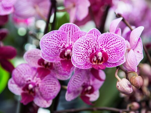 Orchidee: Come Curarle per una Fioritura Spettacolare