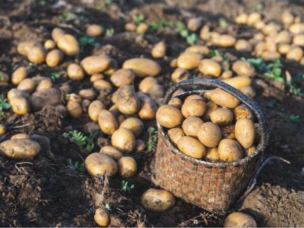 Quando seminare le patate: guida completa per un raccolto abbondante