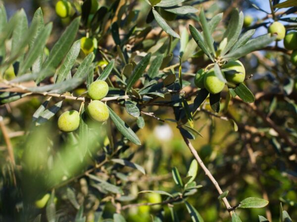 Ulivo da Giardino: Guida Completa alla Scelta, Cura e Design